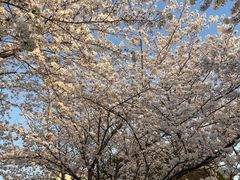 -高东镇樱花园