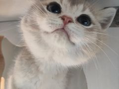 -东方名猫馆·英短金渐层布偶猫舍(环线广场1号楼店)