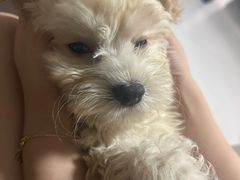 -翊宠yipet猫狗购宠庄园犬舍•猫舍