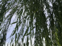 -莲湖公园