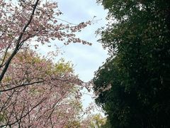 -南山植物园