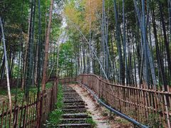 -宁波浙东大竹海景区