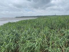 -上海吴淞炮台湾国家湿地公园