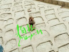 猴山-哈尔滨北方森林动物园