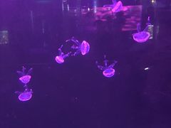 -重庆欢乐海底世界