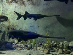 -东方巨龟苑景区