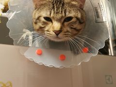 -中农大我爱我爱动物医院·核磁CT·猫病·24小时夜诊中心(石佛营店)