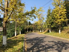 -铁山坪森林公园