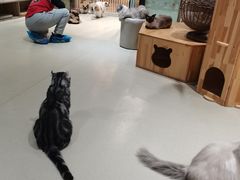 -藏猫猫咖啡主题馆(中央大道店)