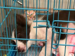 -翊宠yipet猫狗购宠庄园犬舍•猫舍