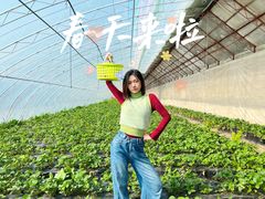 -昌平兴寿秀秀草莓采摘园