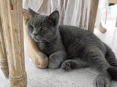 -共舞时光猫咖·狗咖(新街口店)