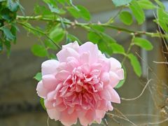 -茶米人花园餐厅