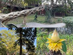 -瑞丽独树成林风景区