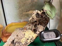 -酷以爬仙阁实体爬宠店·守宫·蜥蜴·专业繁育