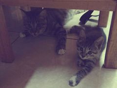 android_upload_pic-守诺宠物医院·眼科· 特色牙科·异宠专科(虹口店)