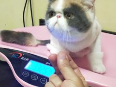 -安安宠医宠物医院·异宠·犬猫内科(岳阳分院)