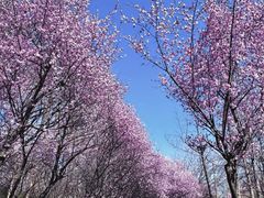 -洛阳市隋唐城遗址植物园
