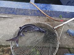 -鸿渡渔庄·特色鸭咀鱼