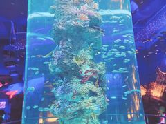 -芜湖新华联大白鲸海洋公园