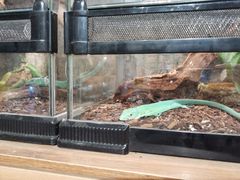 -酷以爬仙阁实体爬宠店·守宫·蜥蜴·专业繁育