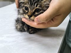 -中农国际动物医院24小时·猫科·骨科·急重症中心