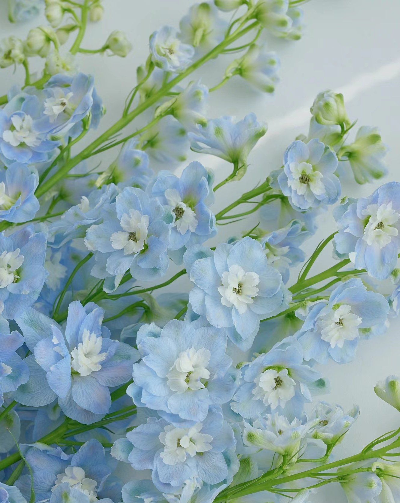 梦幻蓝色的绝美花朵