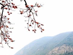 -羚羊峡古栈道森林公园