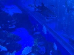 -成都浩海立方海洋公园