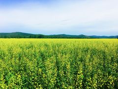 -塞罕坝国家级自然保护区