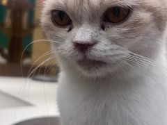 -飞行喵MR PILOT|猫舍·猫咖(静安大融城店)