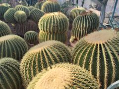 -北京植物园-展览温室