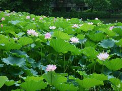 -荔湾湖公园