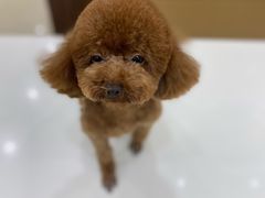 -天宠宠物医院24小时·急重症诊疗中心·全科·腔镜特色(和平分院)