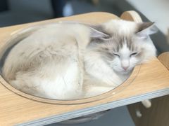 -飞行喵MR PILOT|猫舍·猫咖(静安大融城店)