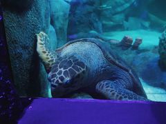 -悉尼海洋生物水族馆
