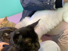 -十年猫舍·猫咪专门店(普陀店)