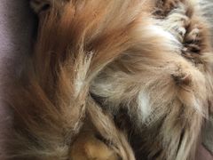 -猫猫幼稚园·撸猫·桌游·电玩