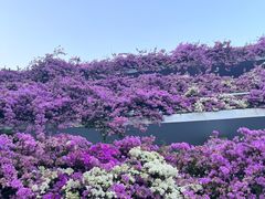 -深圳仙湖植物园