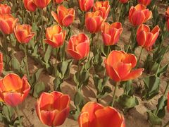 -葛记焖饼(伏牛路店)