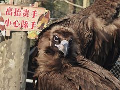 -西霞口神雕山野生动物世界