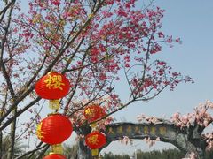 -天适樱花悠乐园