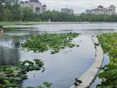 -莲花池公园