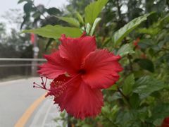 -板樟山森林公园