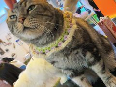 -平行世界·猫咖(首经贸店)