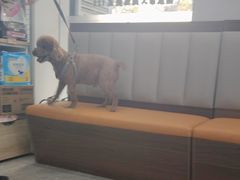 -艾贝尔宠物医院·宠保定点·超声绝育·免疫点(樱花路店)