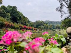 -深圳仙湖植物园