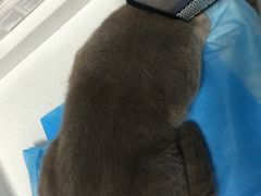 -纳吉亚猫专科动物诊疗中心(蒋宅口分院)