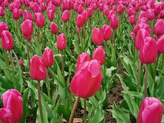 -大宁郁金香公园-停车场