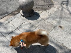 -四月宠物医院·猫专科·心脏专科·内科(转塘店)